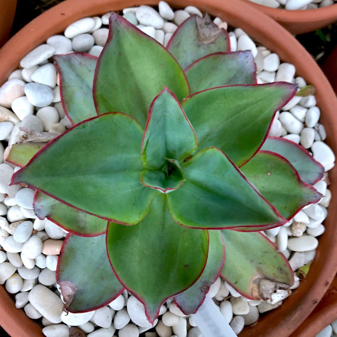 Echeveria Subrigida in the GardenTags plant encyclopedia