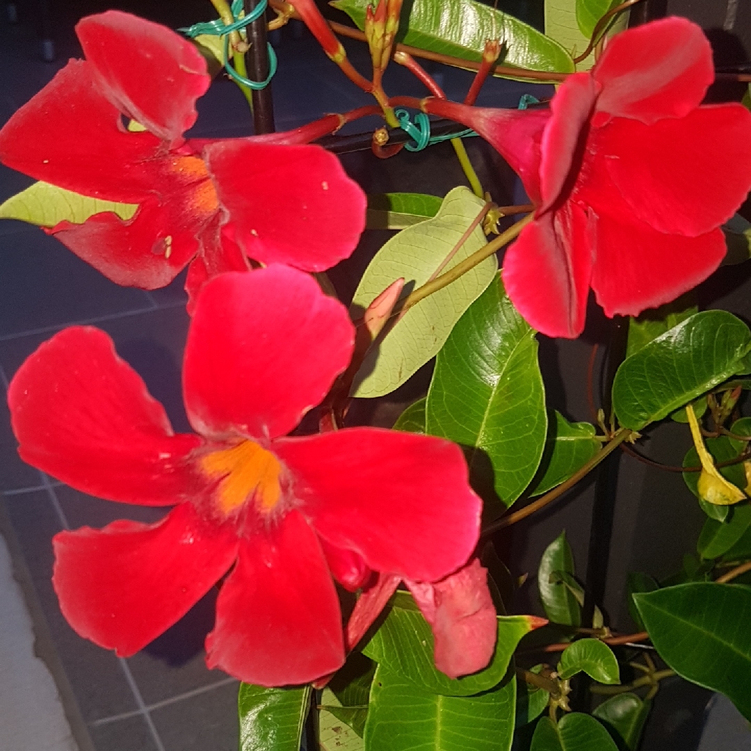 Mandevilla Firestorm in the GardenTags plant encyclopedia