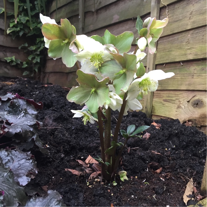 Hellebore White Beauty in the GardenTags plant encyclopedia