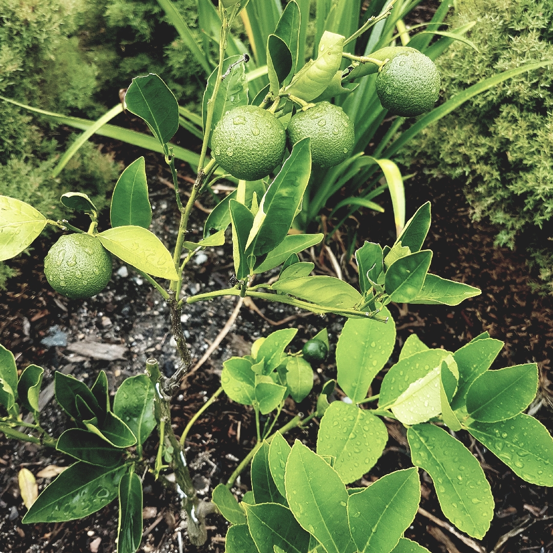 Fruit Salad Tree in the GardenTags plant encyclopedia