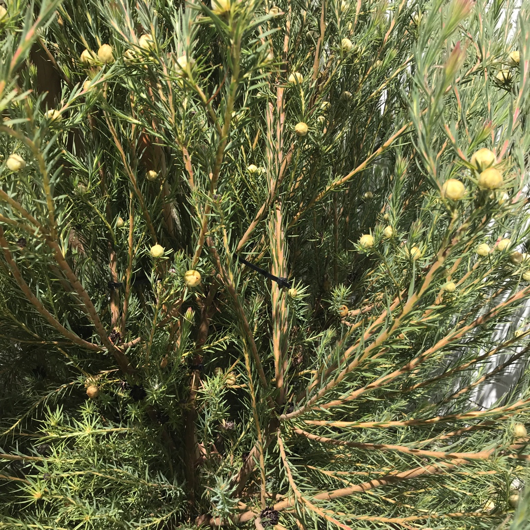 Leucadendron Jubilee Crown in the GardenTags plant encyclopedia