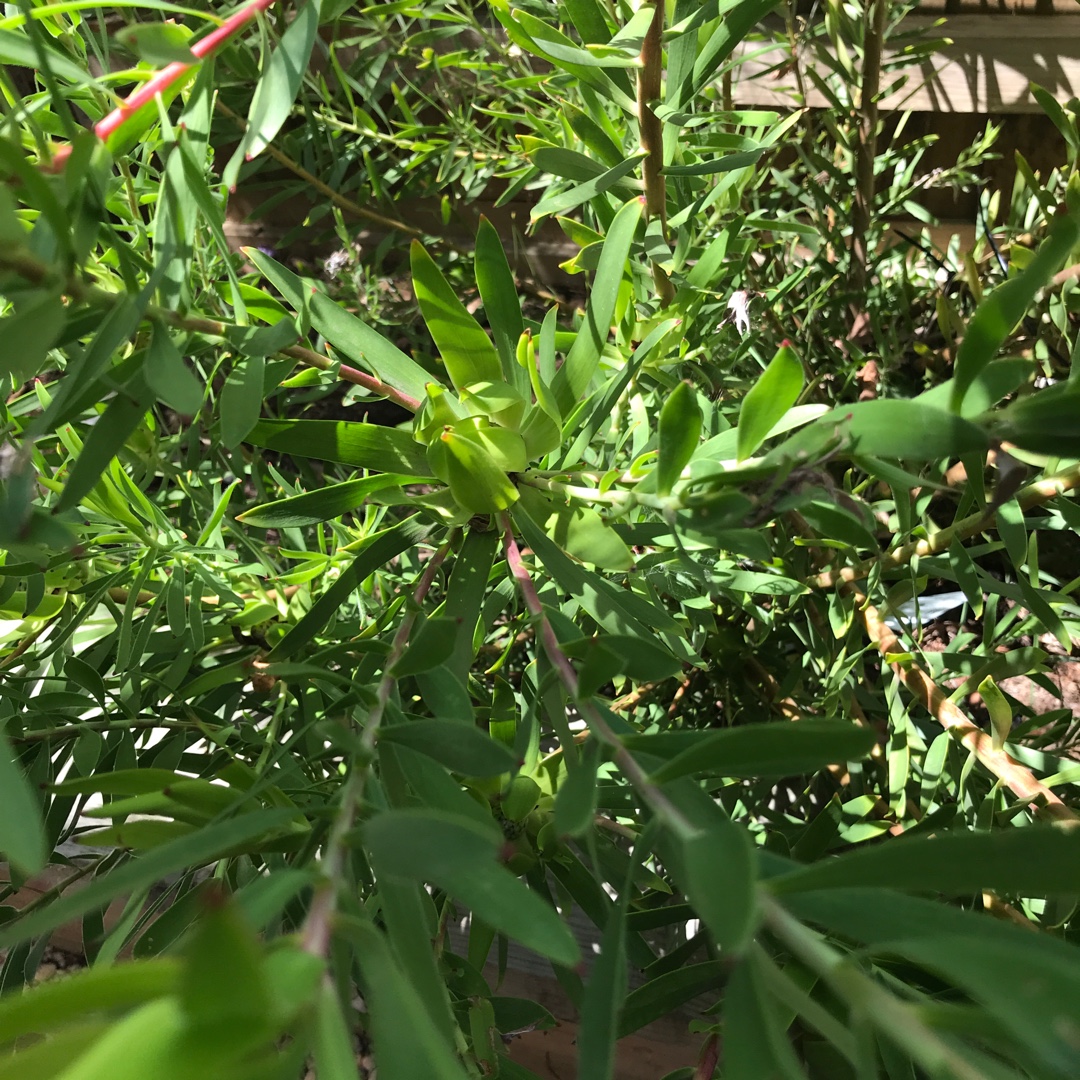 Leucadendron Hybrid Golden Mitre in the GardenTags plant encyclopedia