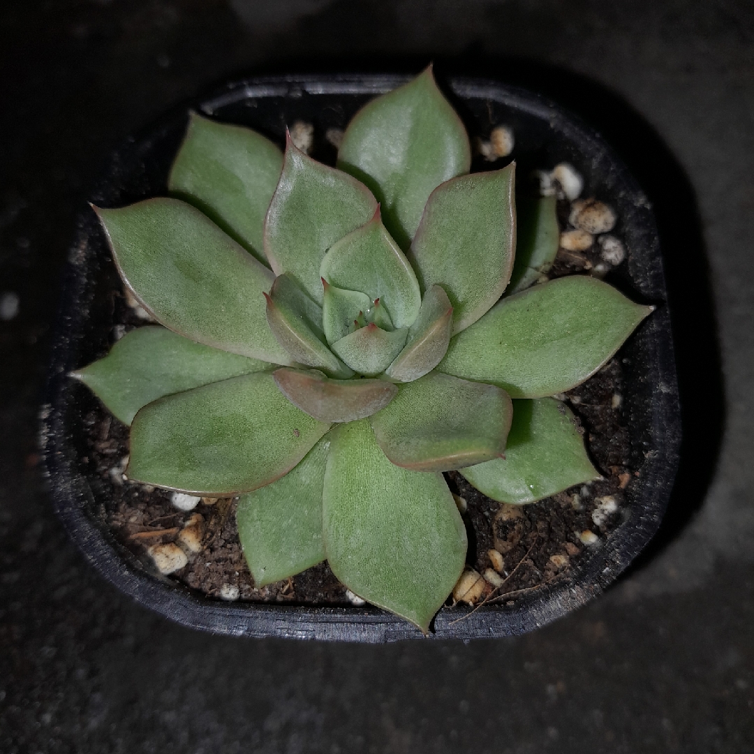 Echeveria Agavoides Vista Giant in the GardenTags plant encyclopedia