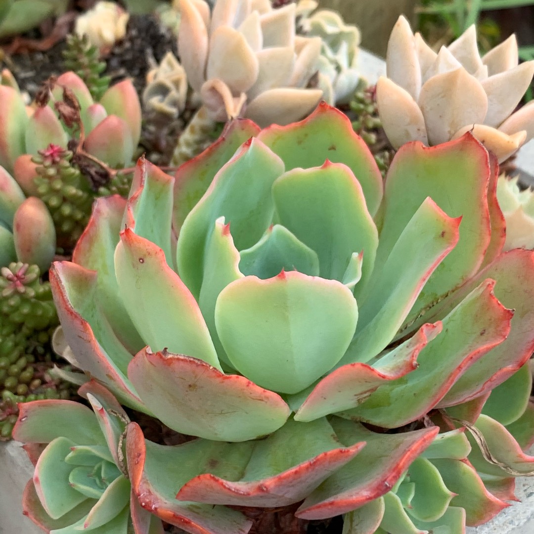 Echeveria Toffee Apple in the GardenTags plant encyclopedia