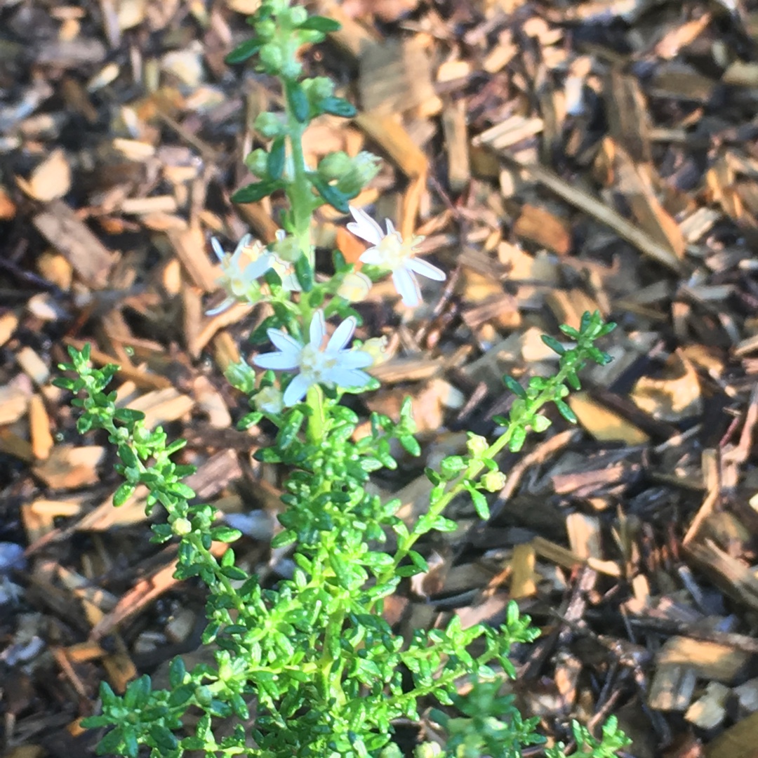 Twiggy Daisy Bush in the GardenTags plant encyclopedia