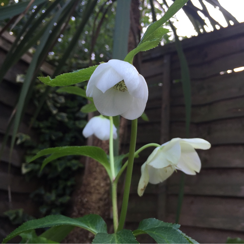 Hellebore Single White in the GardenTags plant encyclopedia