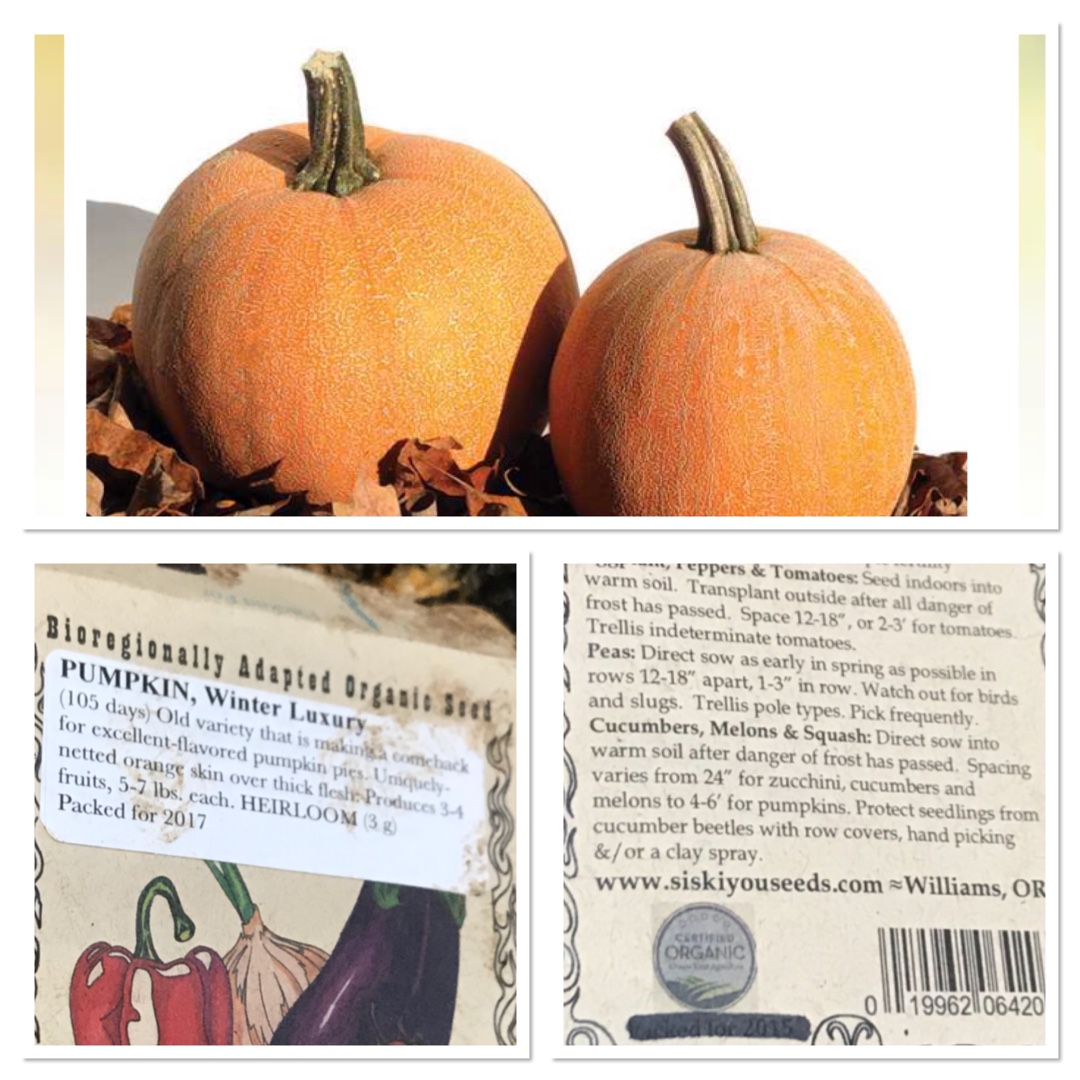 Pumpkin Winter Luxury in the GardenTags plant encyclopedia