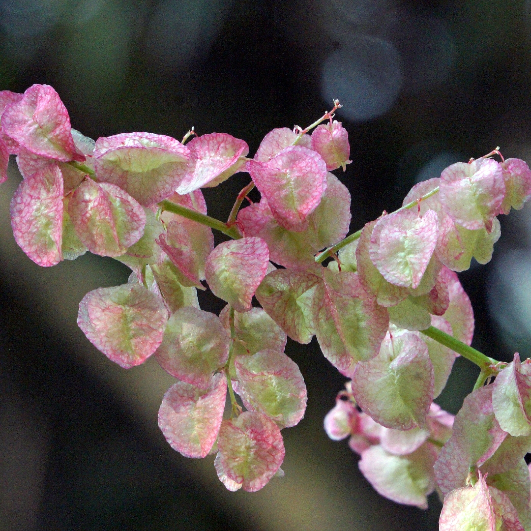 Pink Sorrel in the GardenTags plant encyclopedia