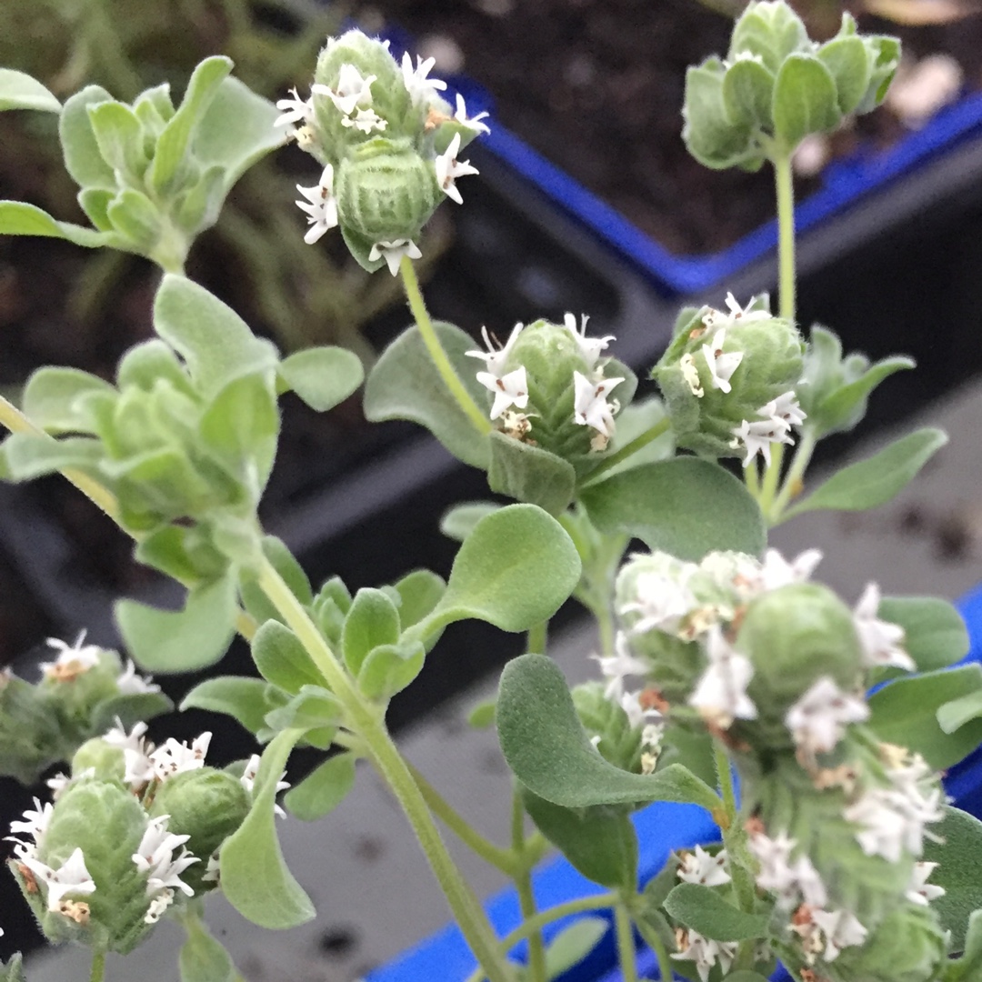 Sweet Marjoram in the GardenTags plant encyclopedia