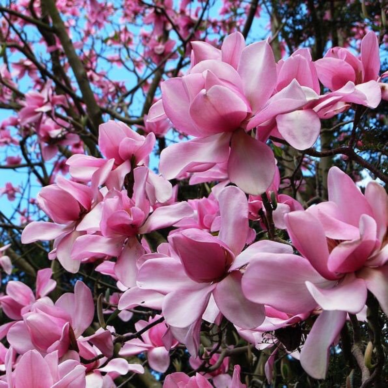 Campbells Magnolia in the GardenTags plant encyclopedia