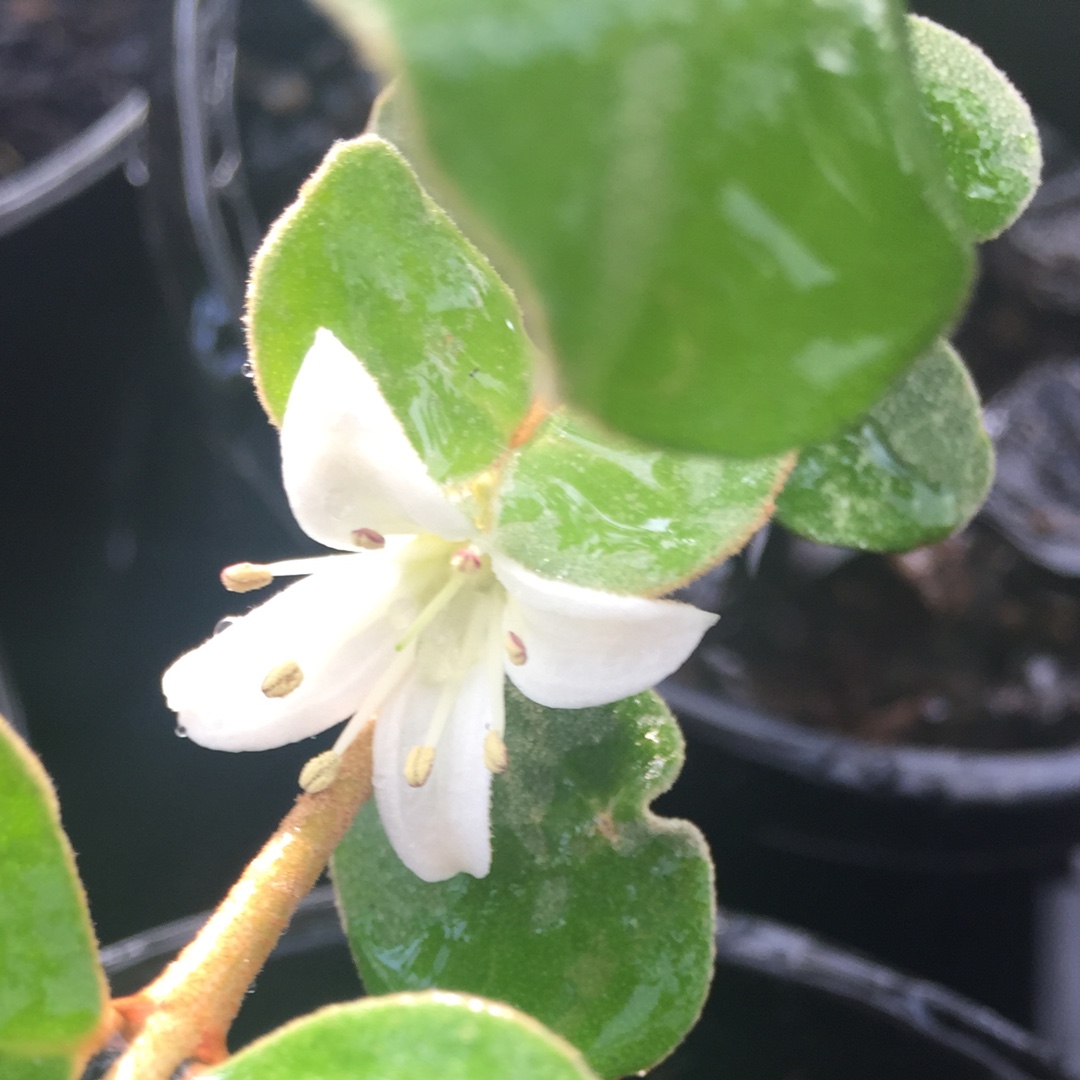 Australian Fuchsia Alba in the GardenTags plant encyclopedia