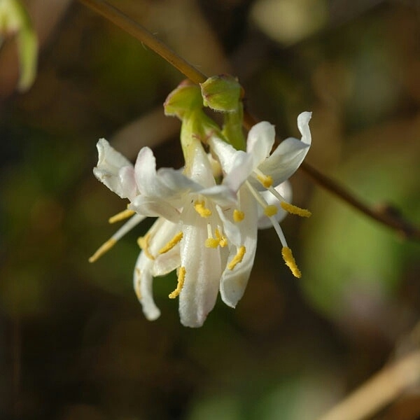 Honeysuckle Winter Beauty in the GardenTags plant encyclopedia