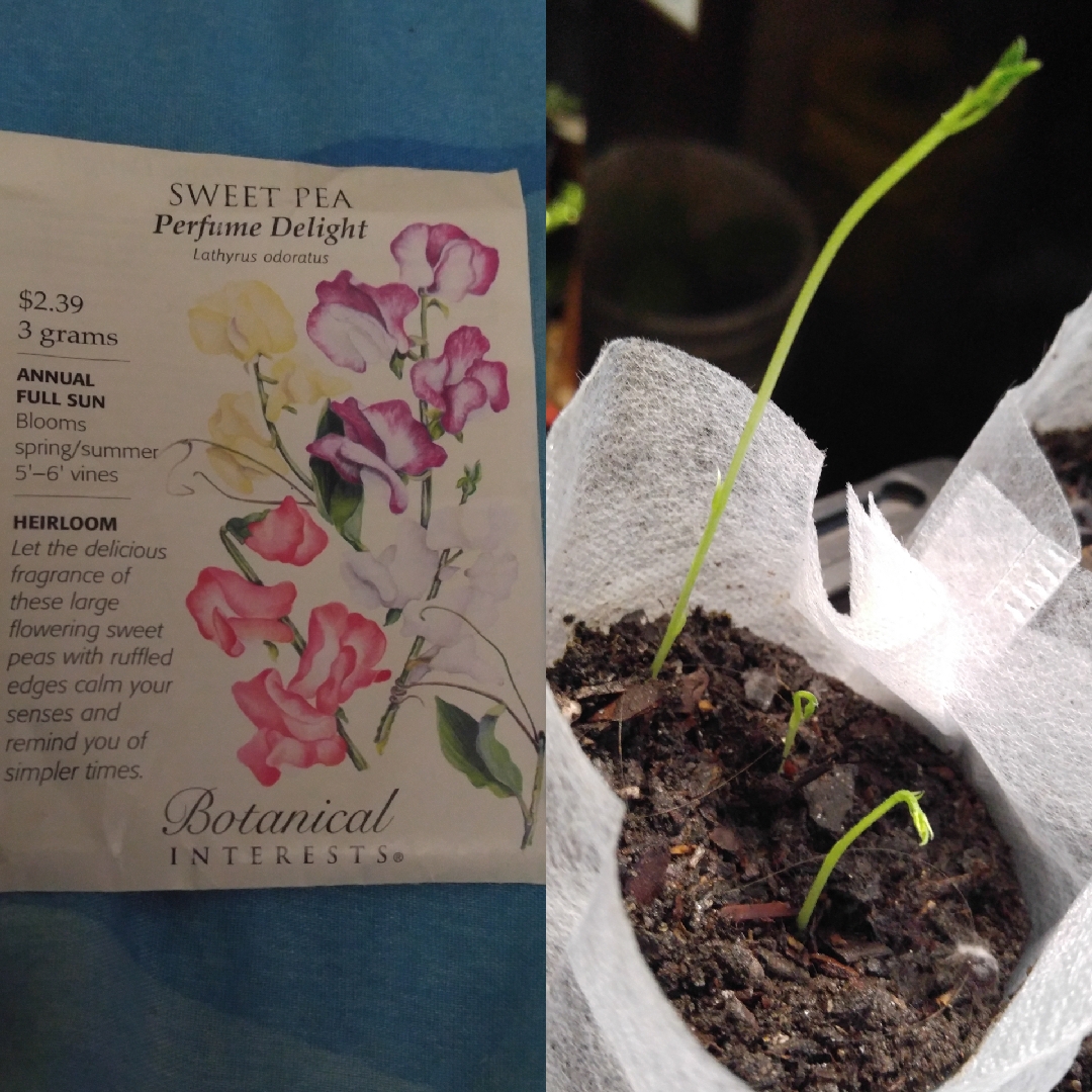 Sweet Pea Perfume Delight (Heirloom Mix) in the GardenTags plant encyclopedia