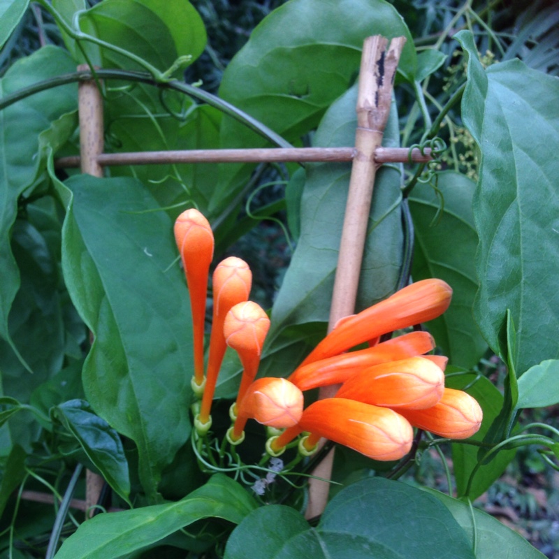 Orange Trumpet Creeper in the GardenTags plant encyclopedia