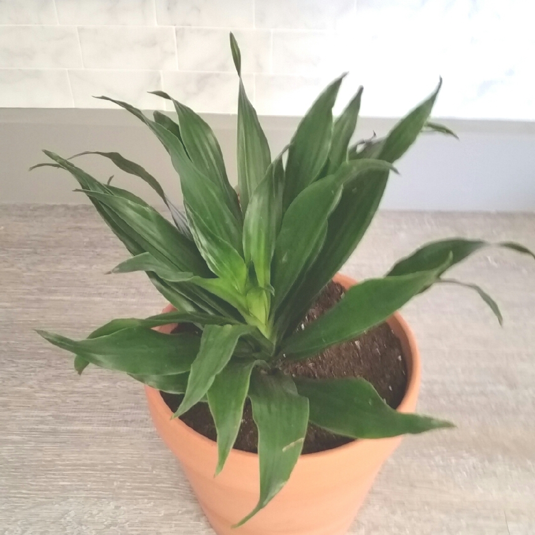 Striped Dracaena Janet Craig Compacta in the GardenTags plant encyclopedia