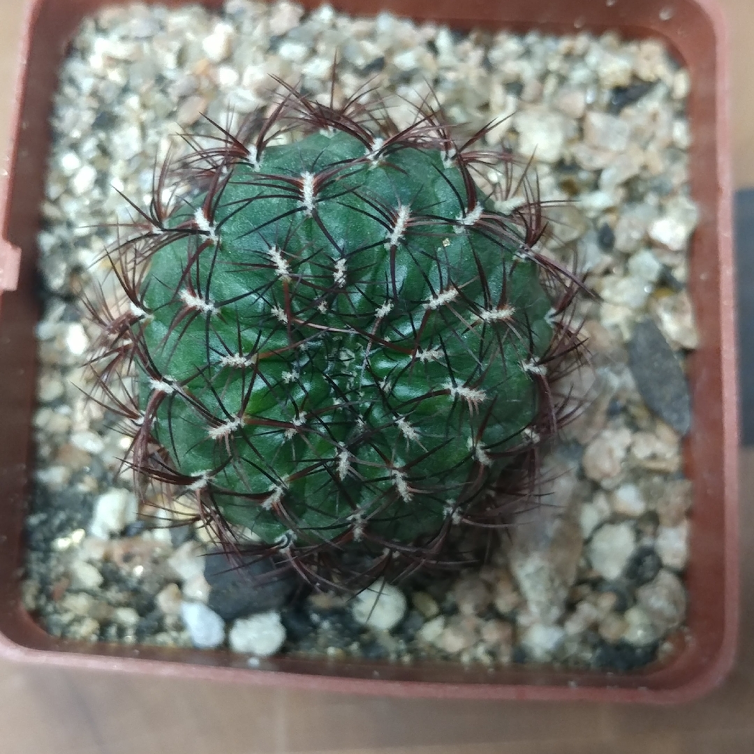 Rebutia mentosa in the GardenTags plant encyclopedia