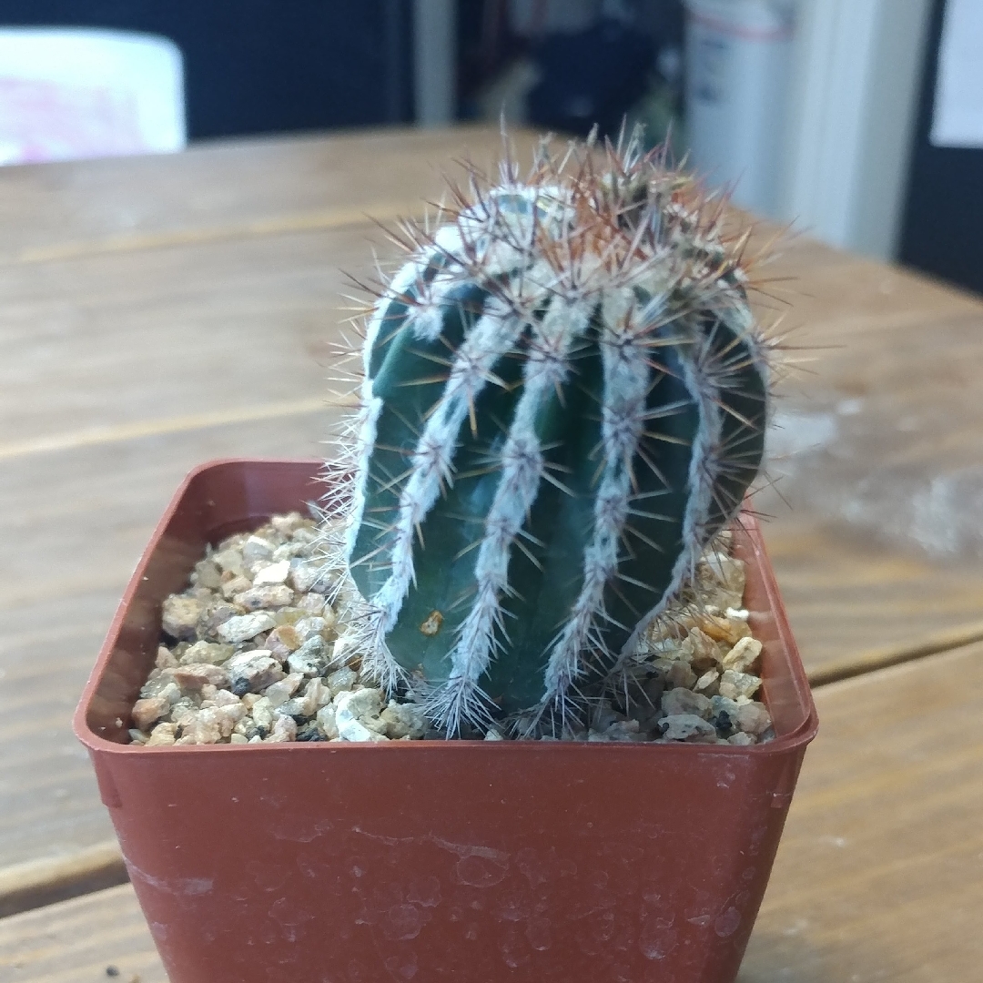 Echinopsis Haku-jo Maru in the GardenTags plant encyclopedia