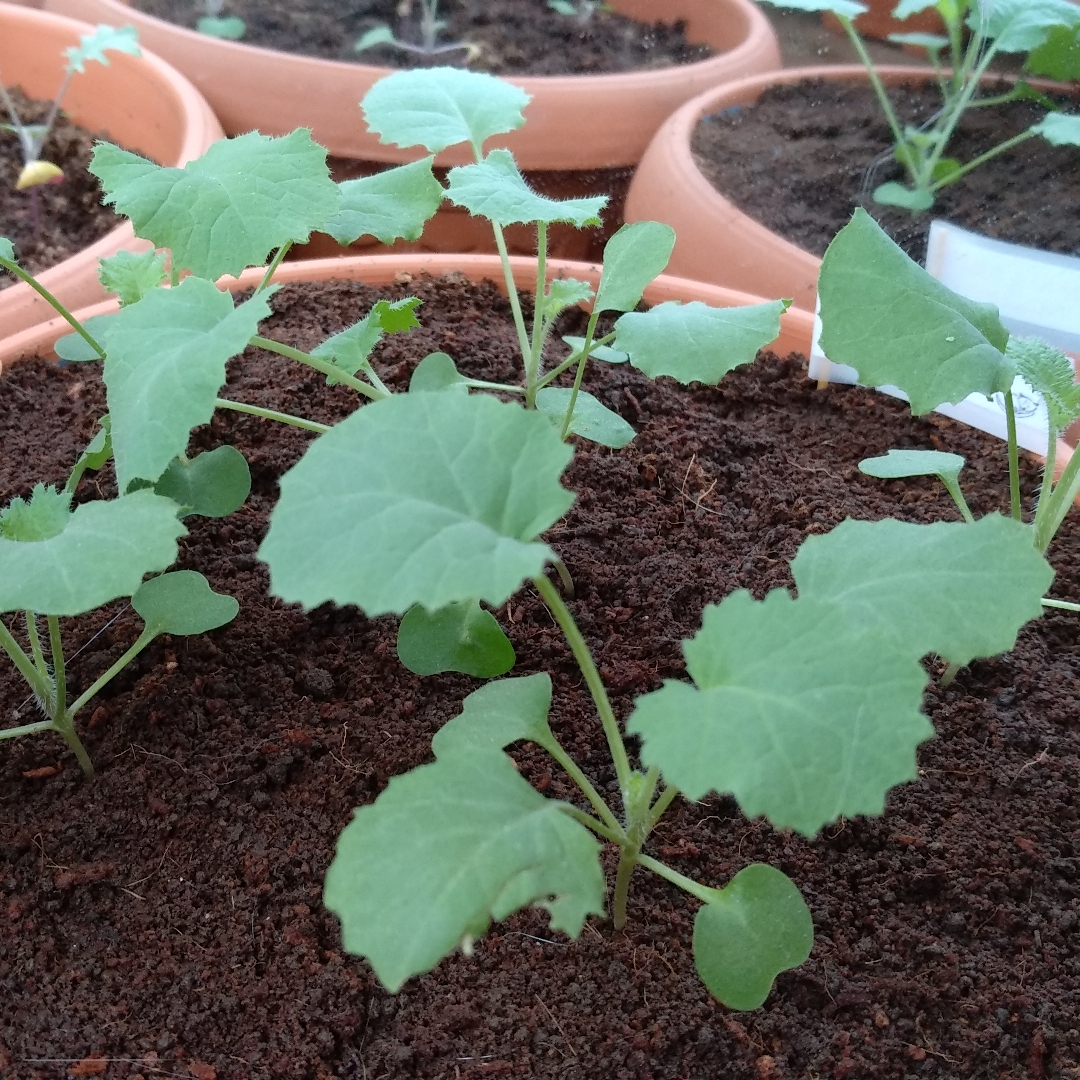 Kale Dwarf Siberian in the GardenTags plant encyclopedia