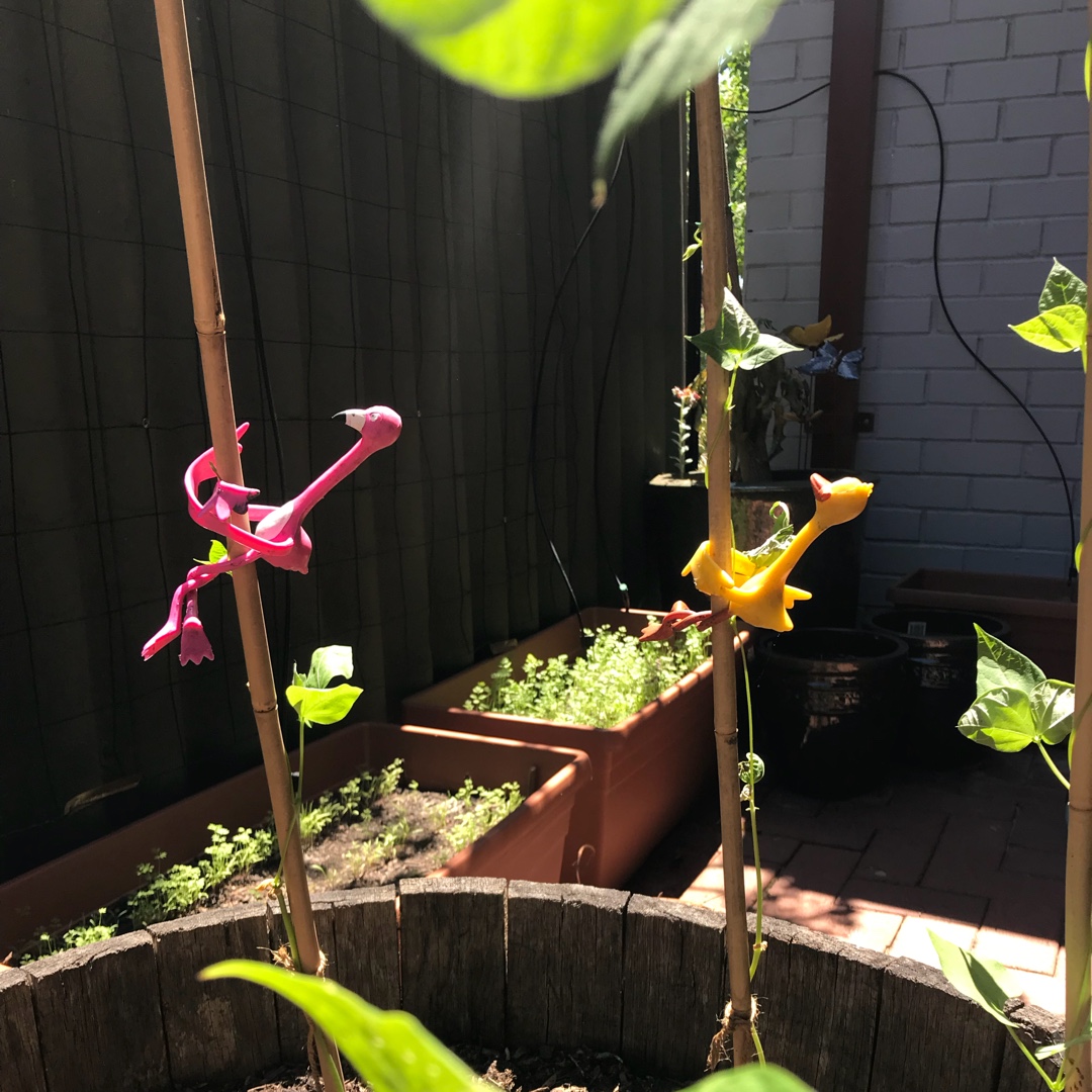 Climbing Bean Vitalis in the GardenTags plant encyclopedia