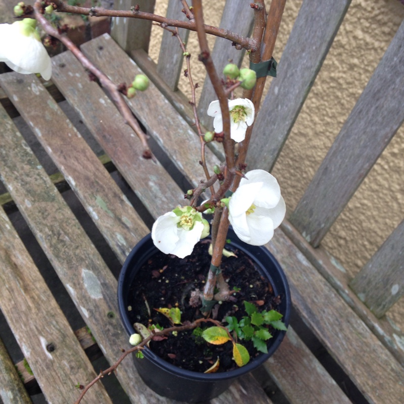 Quince in the GardenTags plant encyclopedia