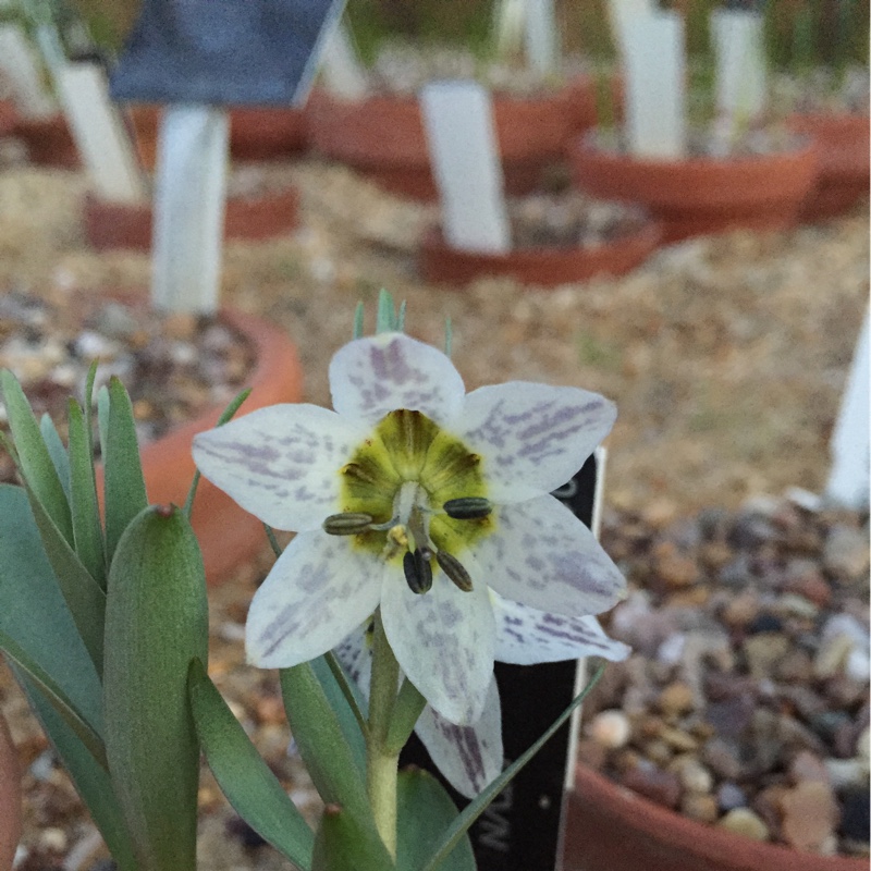 Fritillaria Gibbosa in the GardenTags plant encyclopedia