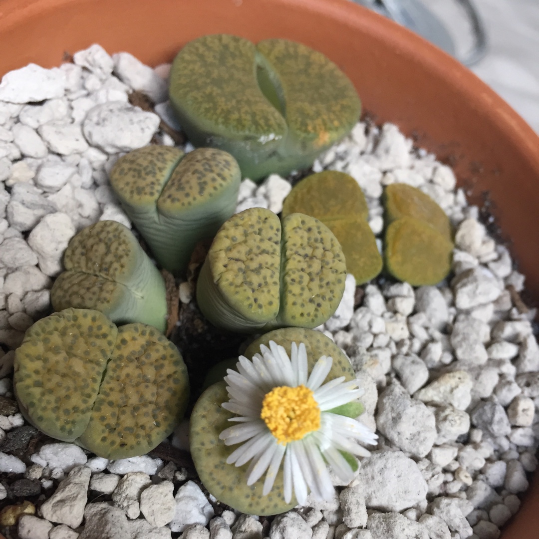 Living Stones Lesliei in the GardenTags plant encyclopedia