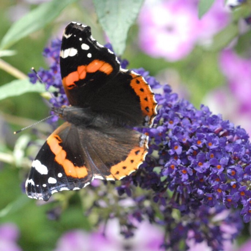 Butterfly Bush Buzz Indigo in the GardenTags plant encyclopedia