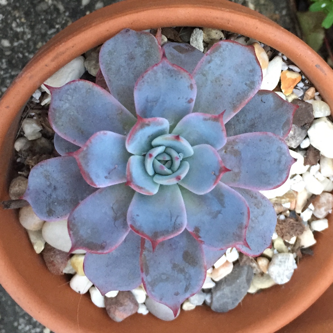 Echeveria Laurensis in the GardenTags plant encyclopedia