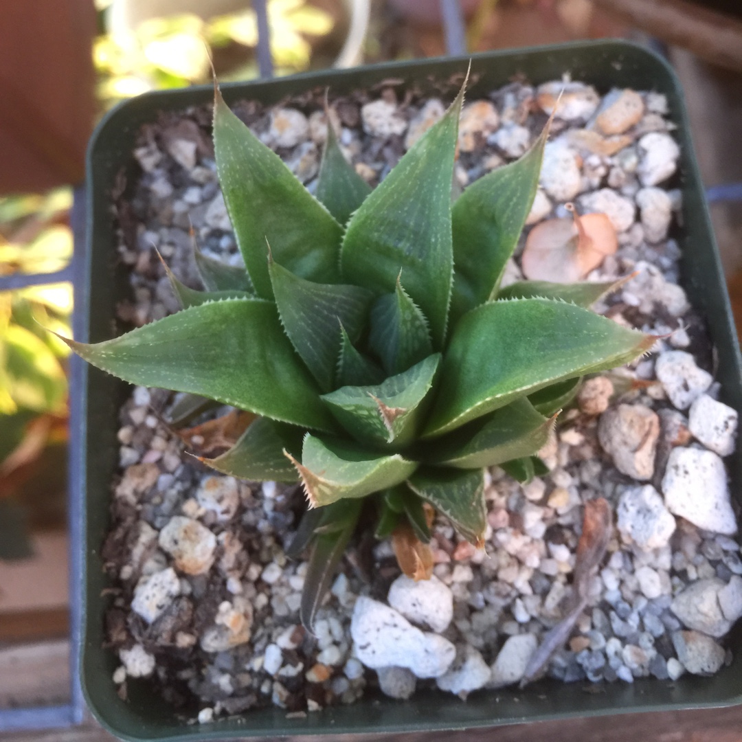 Star Cactus Milky Way in the GardenTags plant encyclopedia