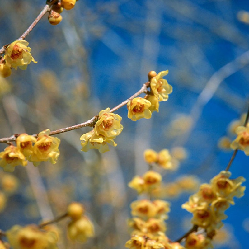 Chimonanthus Praecox in the GardenTags plant encyclopedia