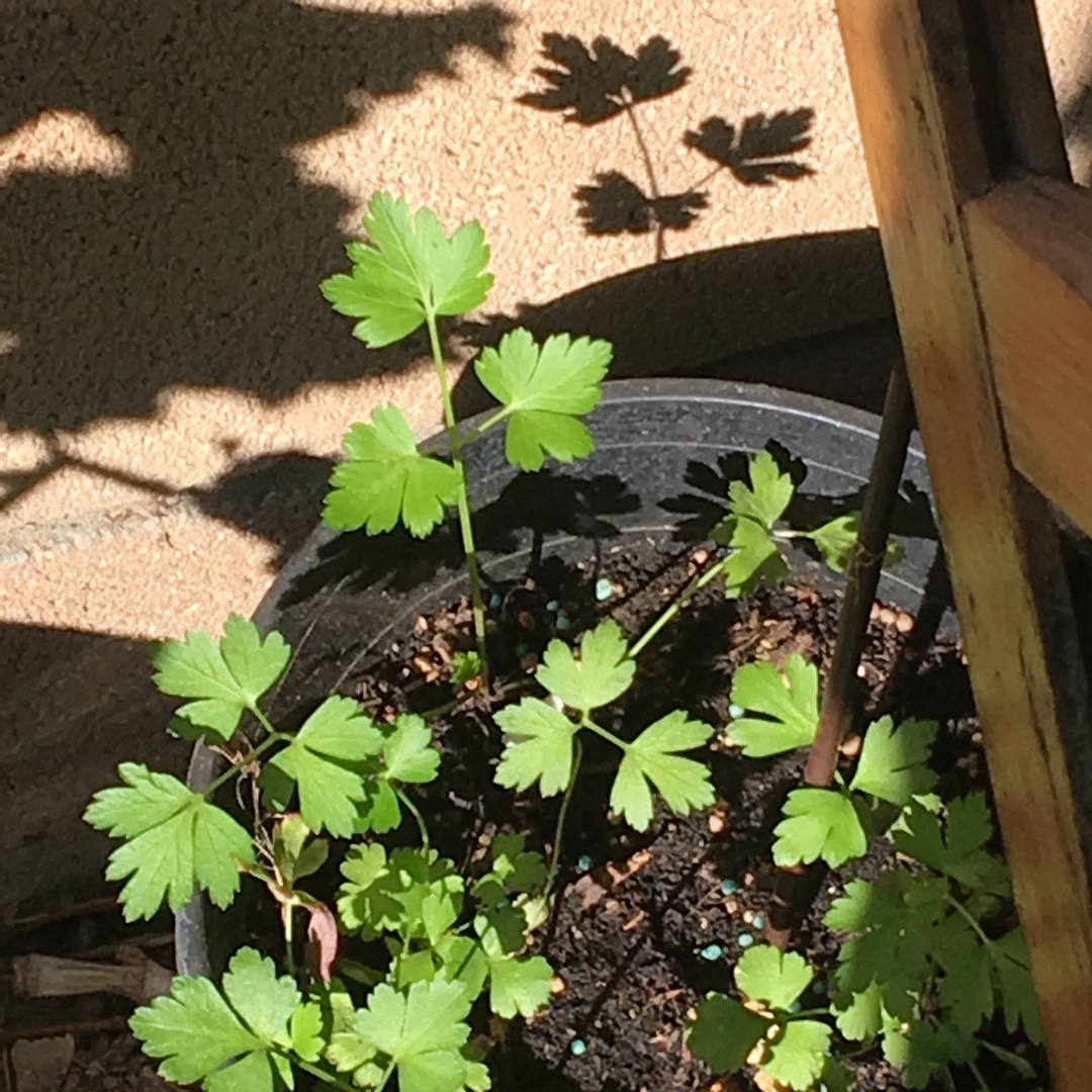 Italian Parsley Gigante in the GardenTags plant encyclopedia