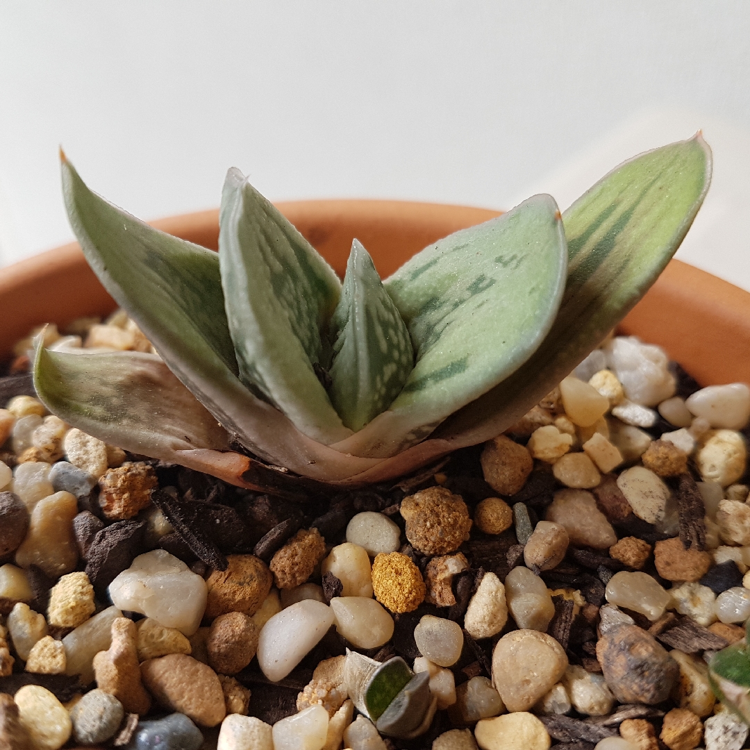 Gasteria Obtusa Salm-Dyck Haw in the GardenTags plant encyclopedia