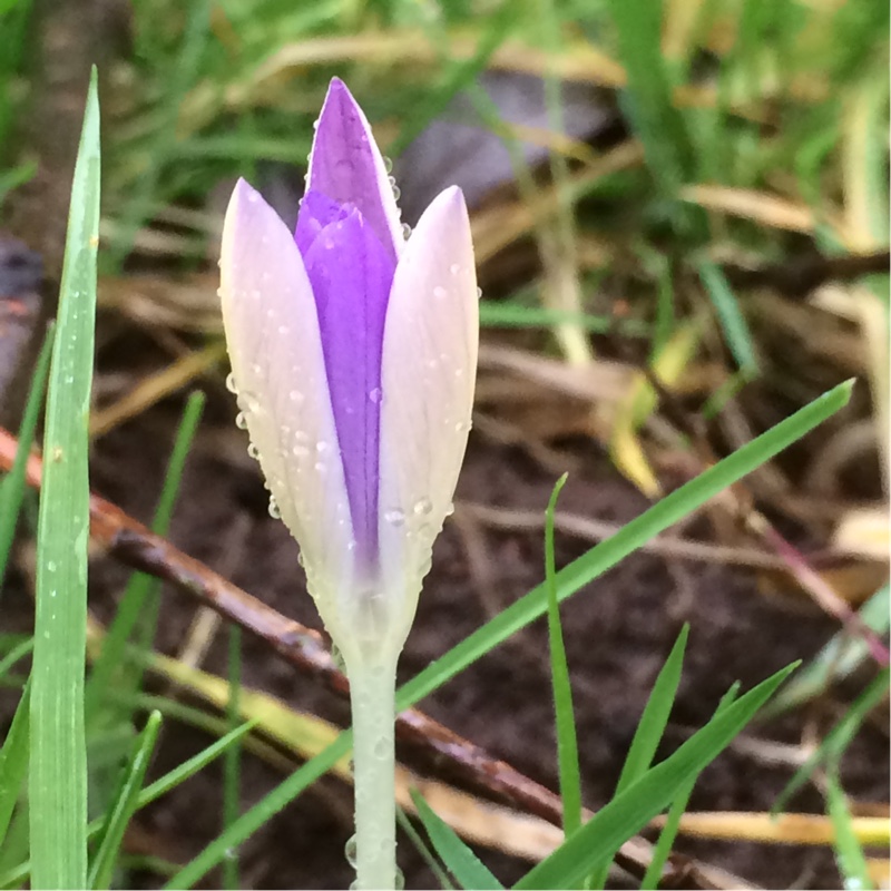 Crocus Lilac Beauty in the GardenTags plant encyclopedia