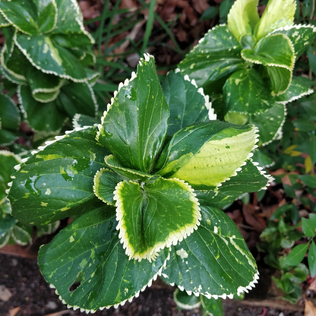 Jacobs Coat in the GardenTags plant encyclopedia