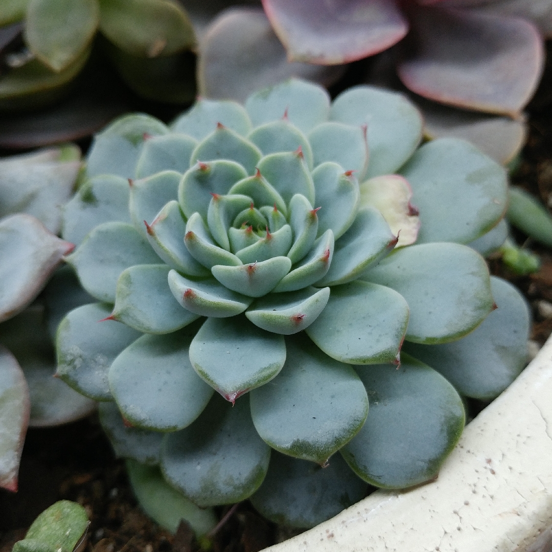 Echeveria Mazarine in the GardenTags plant encyclopedia