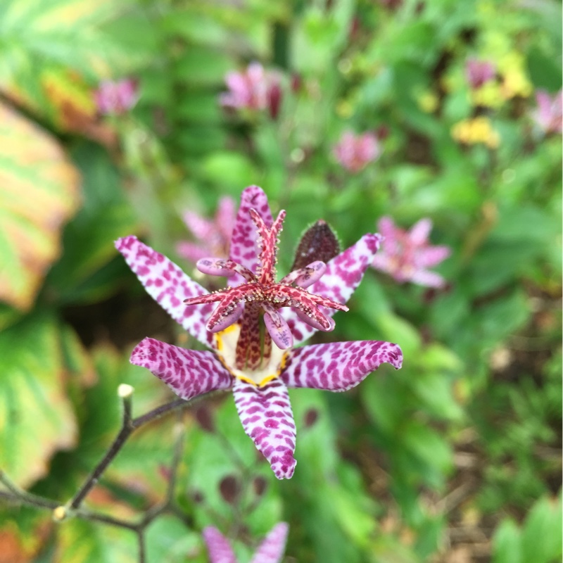 Toad Lily Pink Freckles in the GardenTags plant encyclopedia