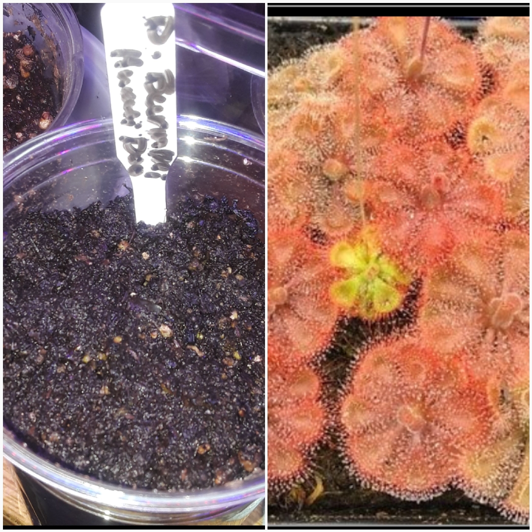 Burmanii Red Sundew in the GardenTags plant encyclopedia