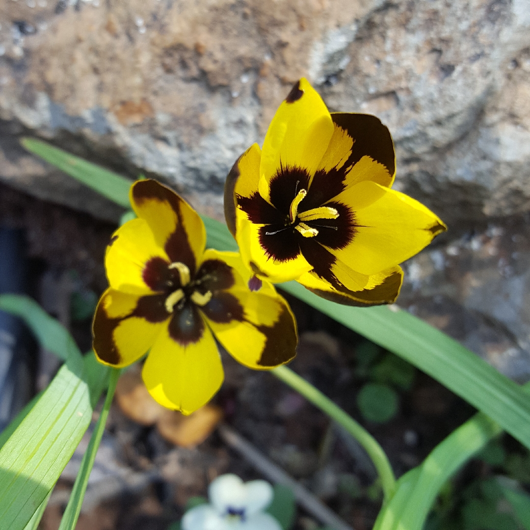 Harlequin Evening Flower in the GardenTags plant encyclopedia