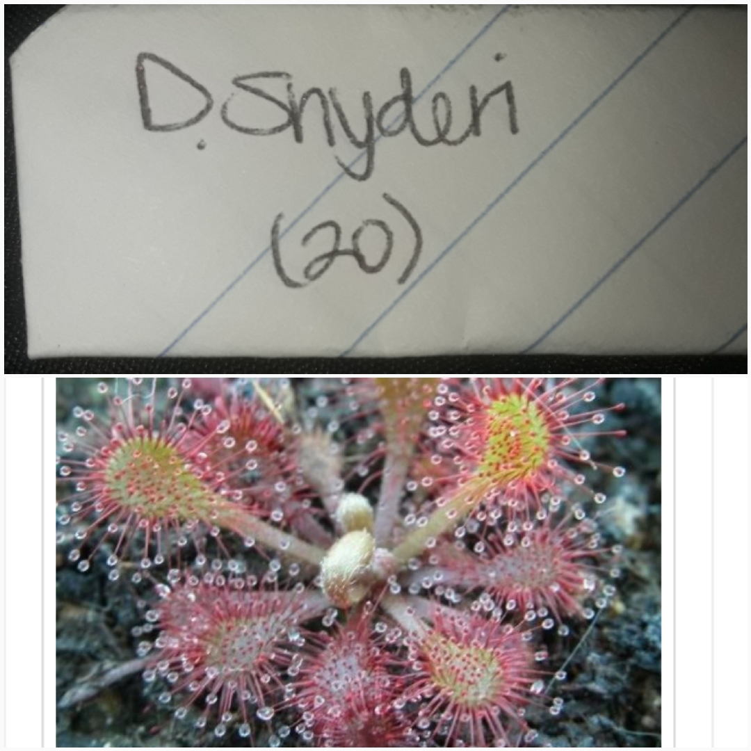 Drosera X Snyderi in the GardenTags plant encyclopedia