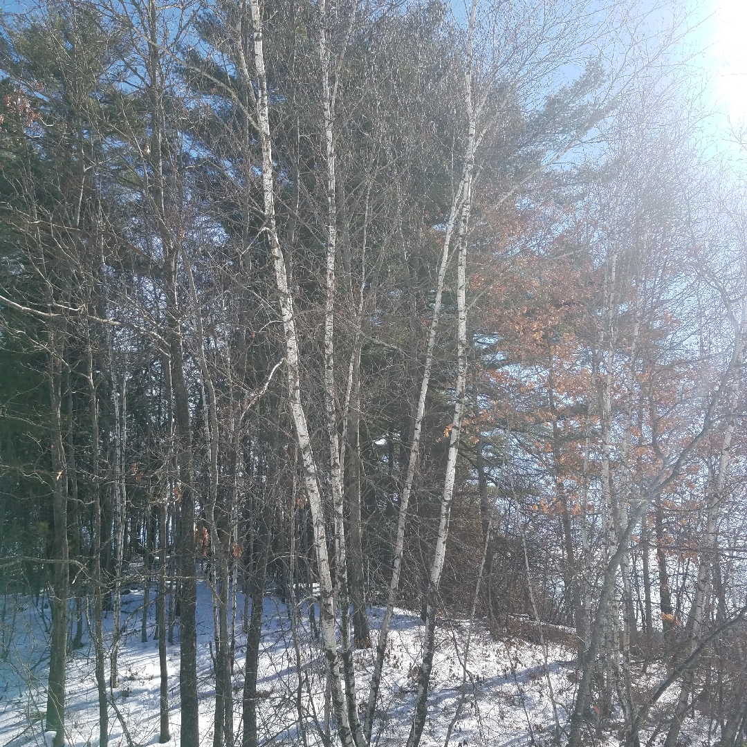 White Birch Tree in the GardenTags plant encyclopedia