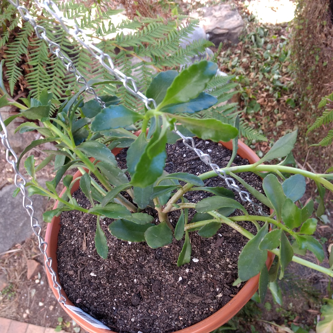 Kalanchoe Pixie Bells in the GardenTags plant encyclopedia