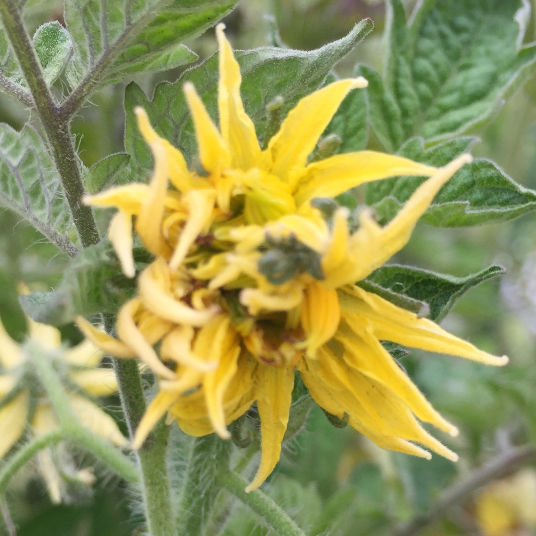 Tomato Costoluto Genovese (Beefsteak Tomato) in the GardenTags plant encyclopedia