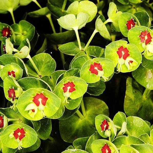 Martins Spurge in the GardenTags plant encyclopedia