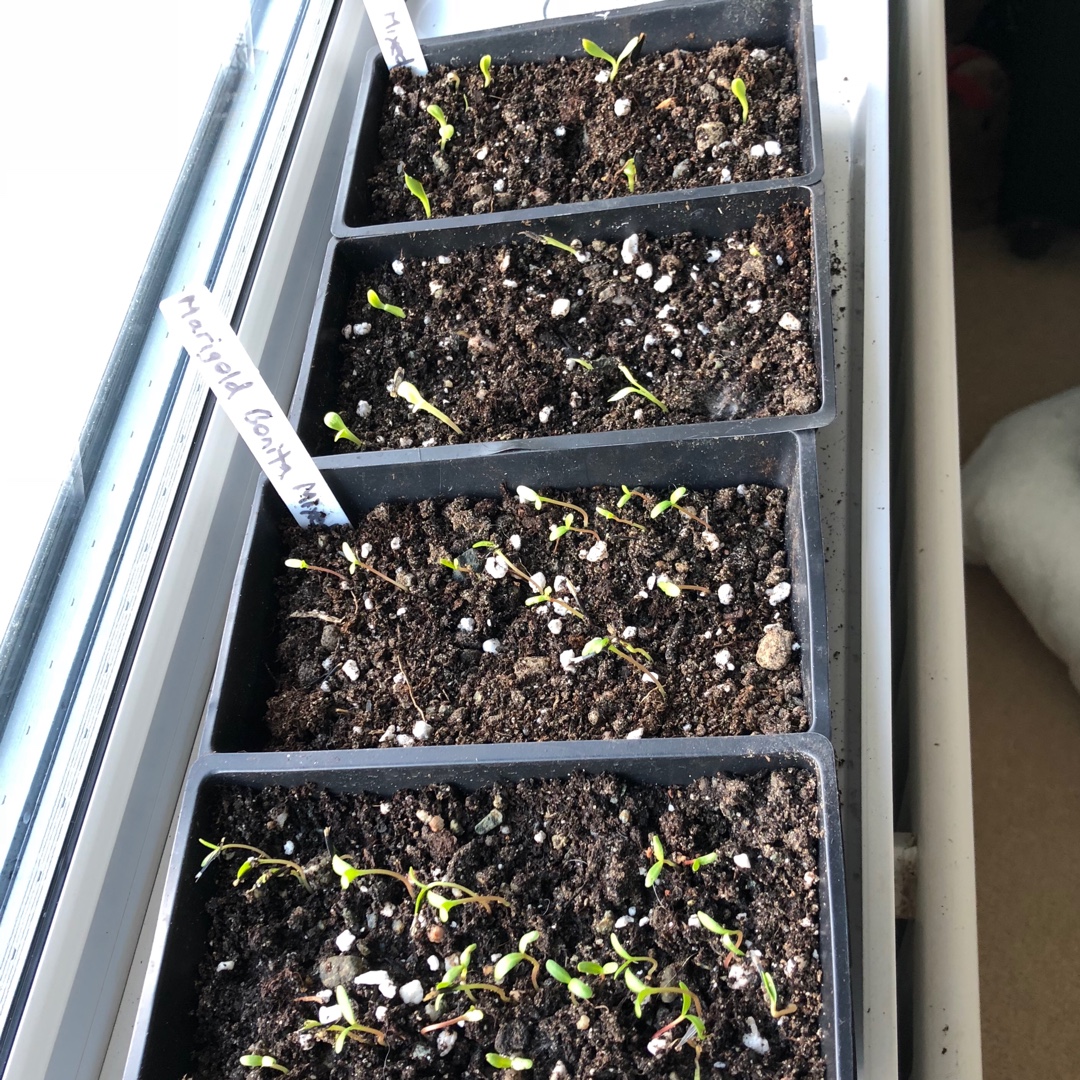 French Marigold Bonita Mixed in the GardenTags plant encyclopedia