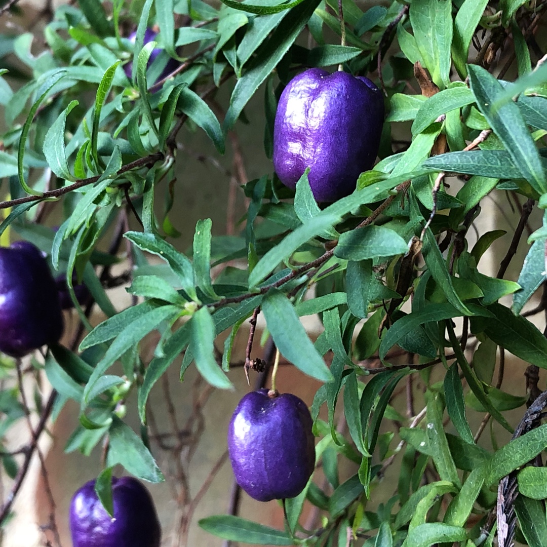 Climbing Blueberry in the GardenTags plant encyclopedia