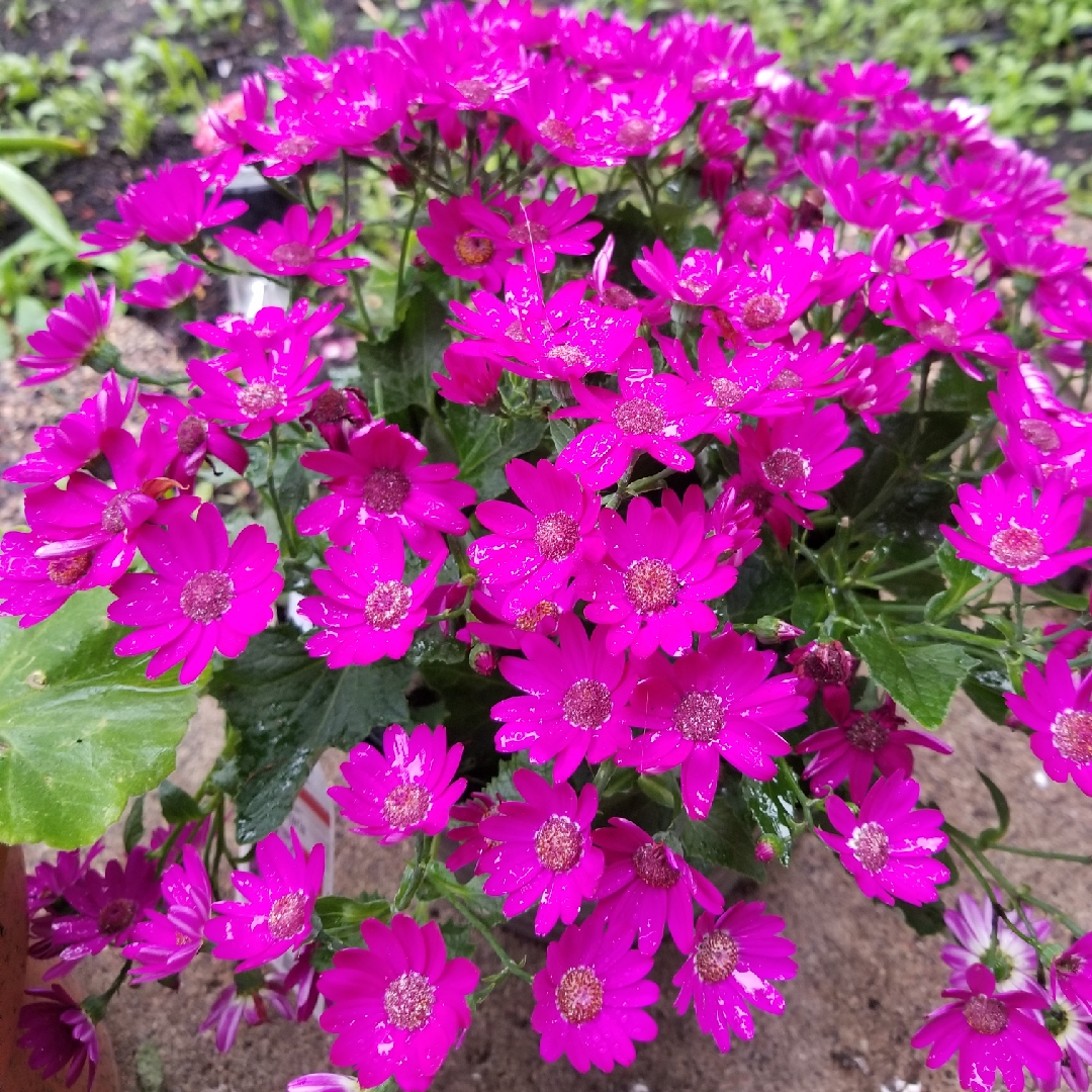 Cineraria cruentus in the GardenTags plant encyclopedia