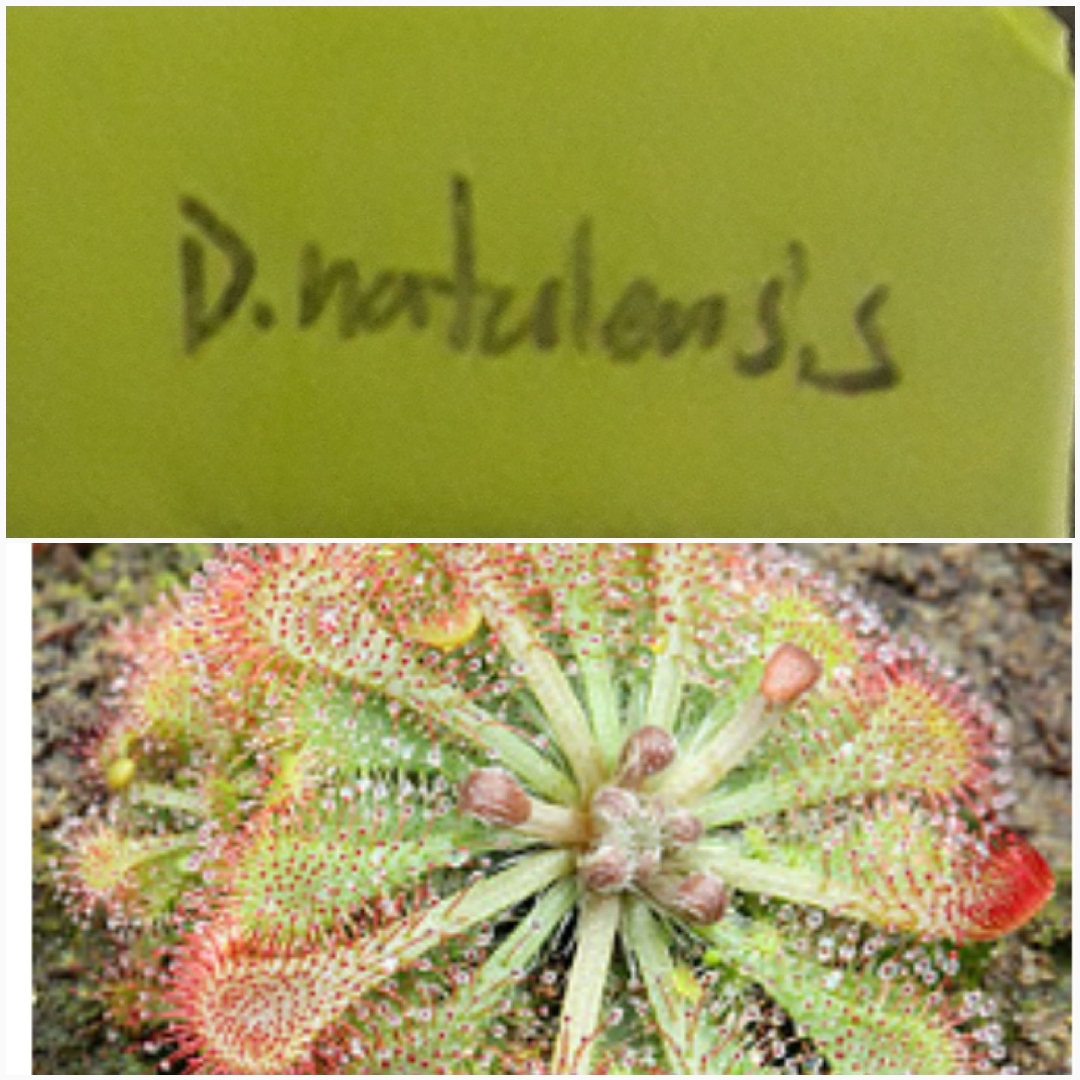 The Natal Sundew in the GardenTags plant encyclopedia