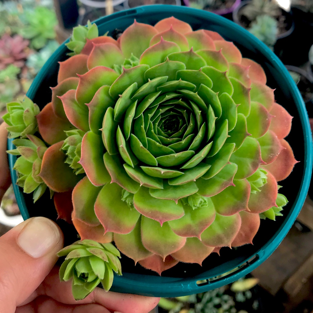 Sempervivum Tectorum Jade in the GardenTags plant encyclopedia