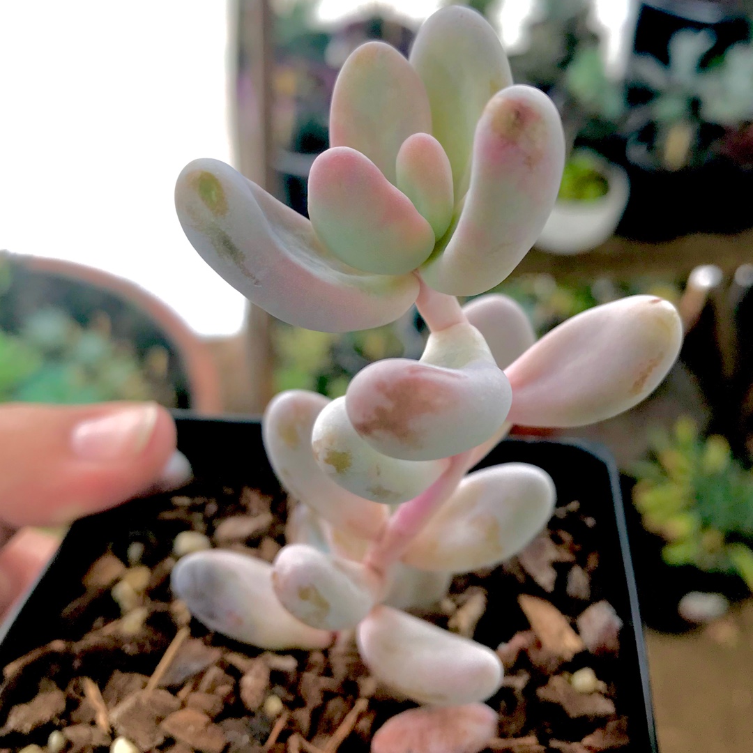 Sedum Craigii in the GardenTags plant encyclopedia