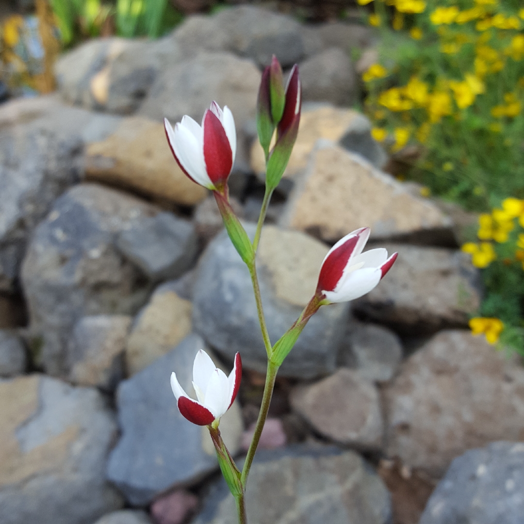 Bokkeveld Evening Lily in the GardenTags plant encyclopedia